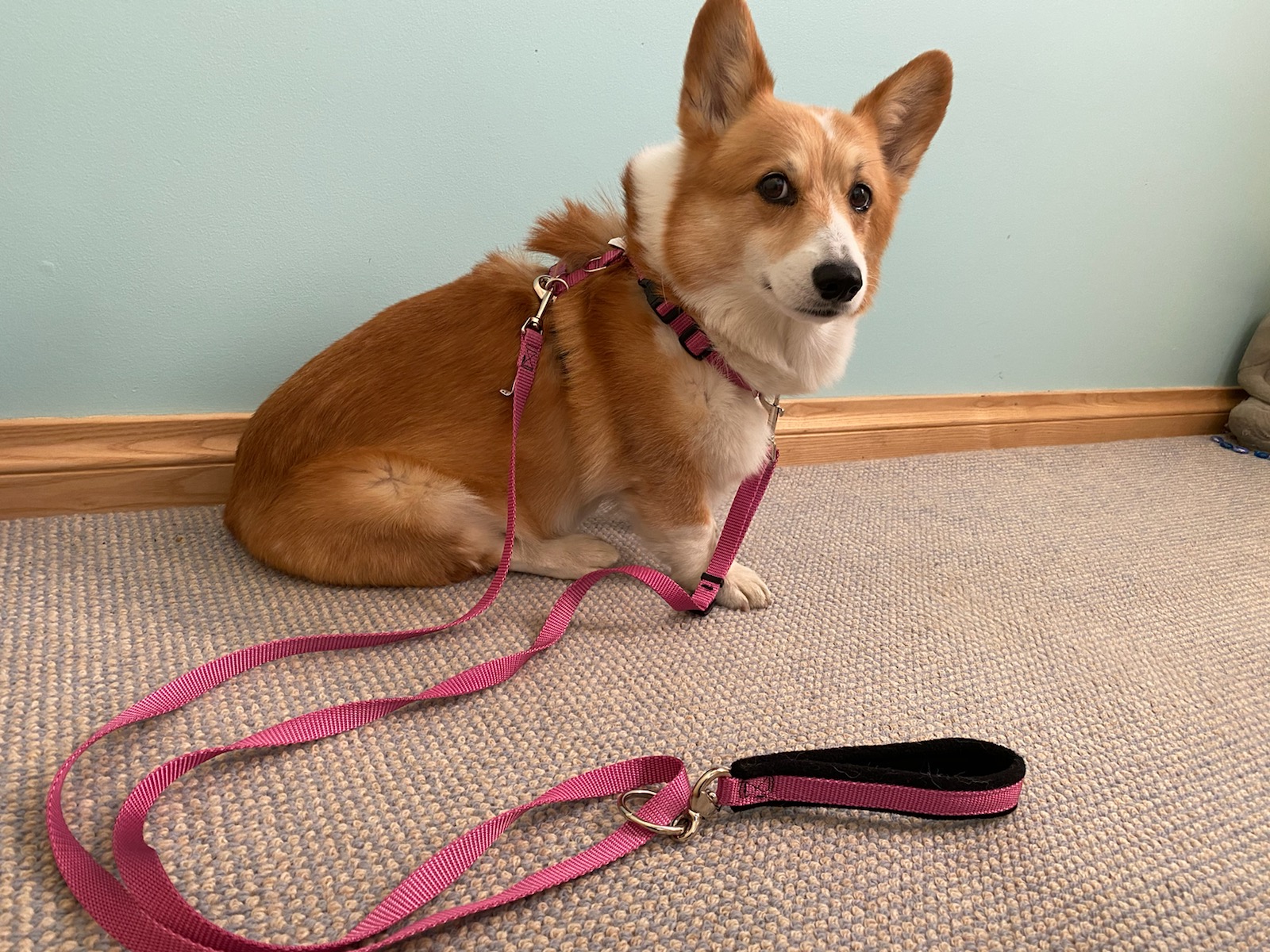 Tellington TTouch (balance) Harness Sally PT