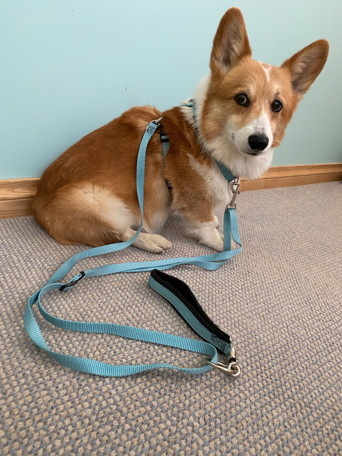 Tellington TTouch (balance) Harness Sally PT